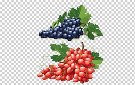 Ilustración de Adobe euclidean Adobe Illustrator uvas rojas uvas