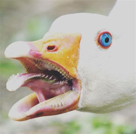 Canadian Geese Teeth