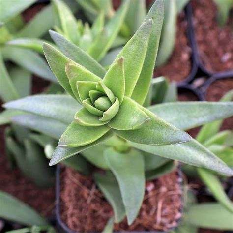 Crassula Corymbulosa Shark S Tooth Mcg™