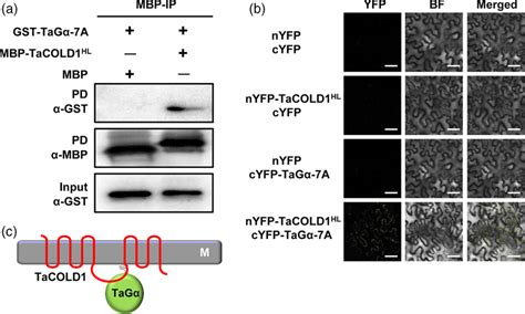 Tacold Interacts With Tag A In Vitro And In Vivo A Pulldown