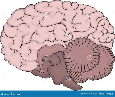 Cerebro Humano La Estructura Del Cerebro Ilustración Del Vector