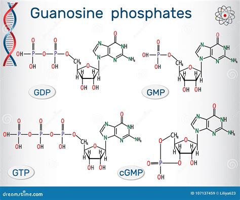 Guanosin Phosphatiert Guanosintriphosphat Guanosin Diphosph Vektor