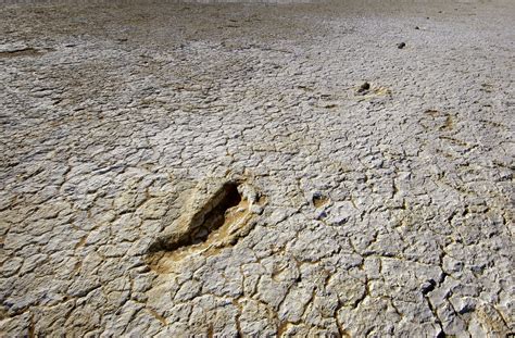 Mungo Footprint Mould The Australian Museum