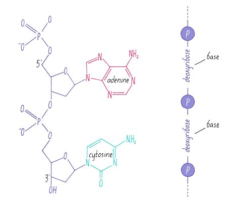 The Structure Of Dna By Ron Vale