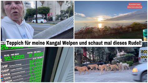 Ein Rudel Hunde mitten in der Stadt Teppich für Kangal Welpen