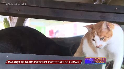 Matan A De Gatos Preocupa Protetores De Animais No Interior Do Estado