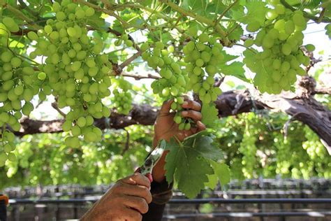 Novas Variedades De Uva V O Aumentar Ganhos De Irrigantes Do Vale Do