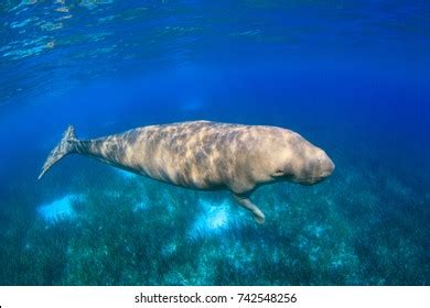 Male Dugong Stock Photo 742548256 | Shutterstock