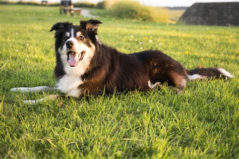 Everything You Need To Know About Border Collie Colors And Markings