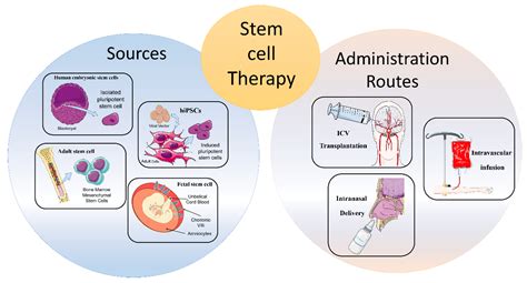 Cells Free Full Text Stem Cells Innovative Therapeutic Options For