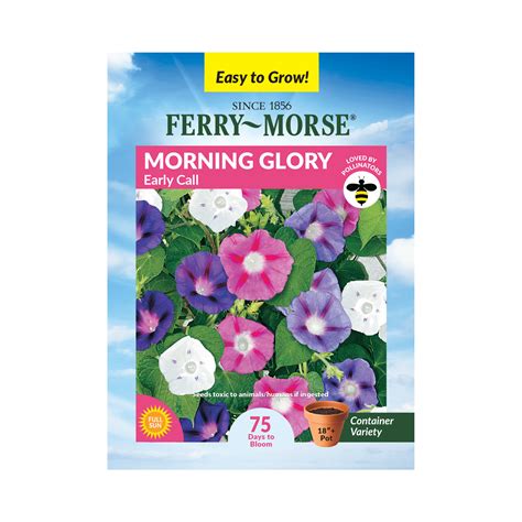 Ferry Morse 1G Morning Glory Early Call Annual Flower Seeds Full Sun