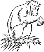 Coloriage Bonobo Chimpanz Pygm E Coloriages Imprimer Gratuits