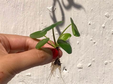 Pilea Peperomioides Verd Polis