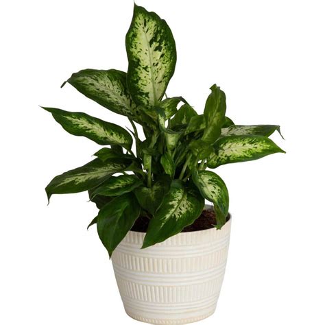 Costa Farms Dieffenbachia Dumb Cane Indoor Plant In 6 In White Pot