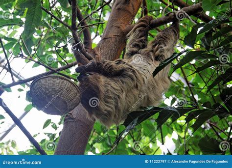 Sloth Hanging From The Tree In Costa Rica Royalty-Free Stock Photo ...