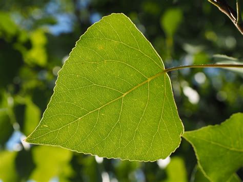 Images Gratuites Arbre La Nature Branche Lumi Re Du Soleil