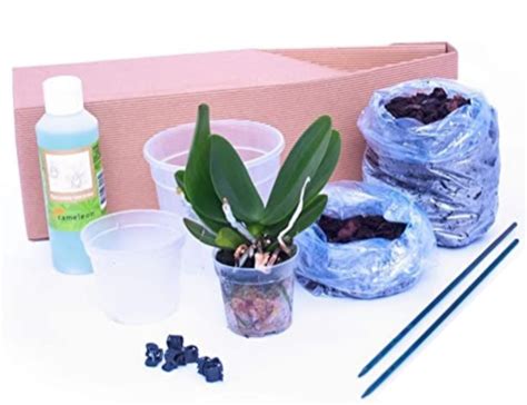 Powers To Flowers Kit Orchidea Phalaenopsis Kit Coltivazione