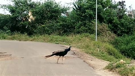 Peacock On The Road Youtube