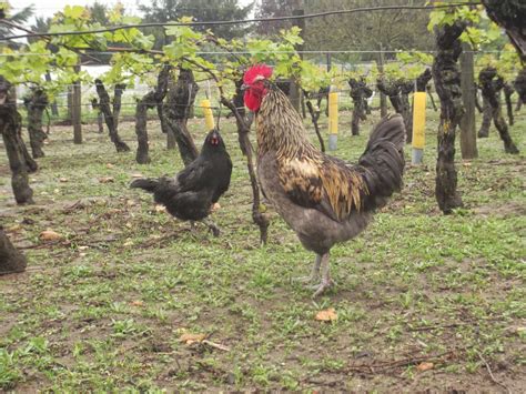 Des poules et des vignes à Bourgueil Les poules sont au repos