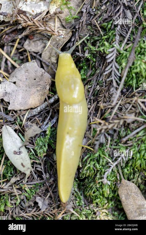 Banana Slug Fotograf As E Im Genes De Alta Resoluci N Alamy