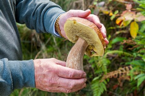 Sustainable Mushroom Farming Practices Terrashroom