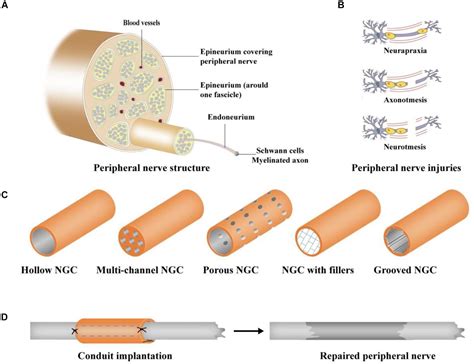 Frontiers Polymeric Guide Conduits For Peripheral Nerve Tissue