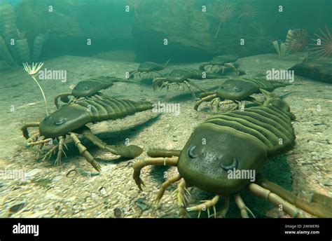 An illustration of Eurypterus (Sea Scorpions) crawling on a Silurian ...