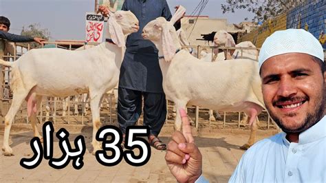 rajanpuri Bakri ki kimat 2023 اچھی بکریاں Gulabi bakriyan