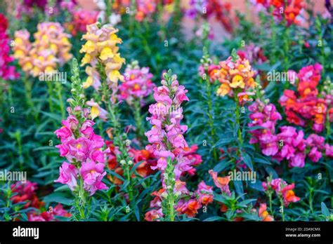 Beautiful Antirrhinum Majus Dragon Flower Also Known As Snap Dragons