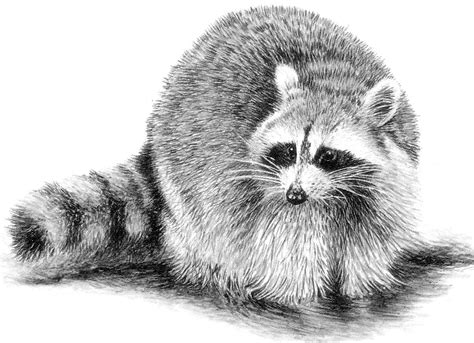 Raccoon Line Drawing At Explore Collection Of