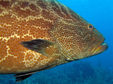 Black Grouper - Mycteroperca bonaci - Belize - Photo 9 - Caribbean Reefs