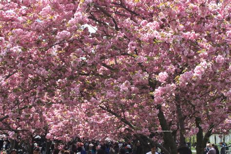 Cherry Blossom Brooklyn Botanic Garden Travel Explore Enjoy