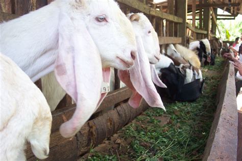 Cara Budidaya Kambing Agar Menguntungkan Peternak Super Marga Tiga