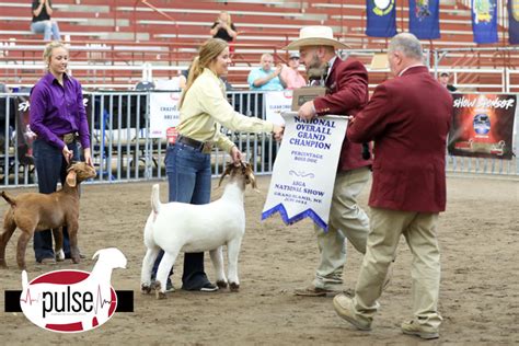 Here We Goat Again | National Boer Goat Show | The Pulse