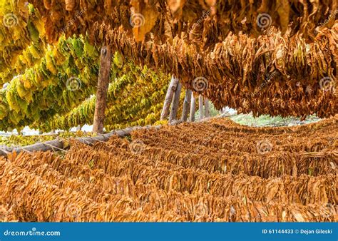 Drying Tobacco Leaves Stock Photography | CartoonDealer.com #136305062