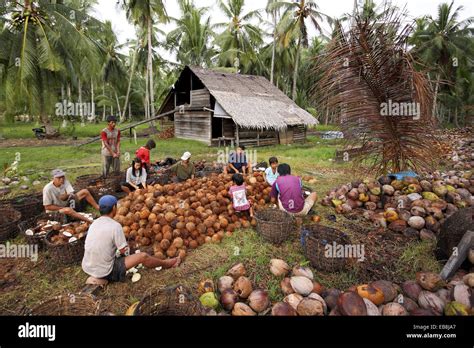 Workers Processing Coconut In Coconut Farm Borneo Stock Photo Alamy