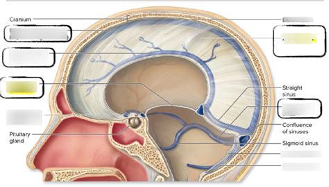 Hhsc L Diagram Cranial Dural Septa Diagram Quizlet