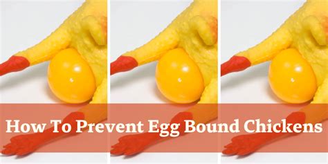 Best Guide On How To Prevent Egg Bound Chickens - Along The Rockies