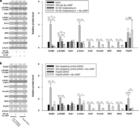 Hsp90 Inhibition By Chemical Inhibitor And Knockdown Of HSP90 Inhibited