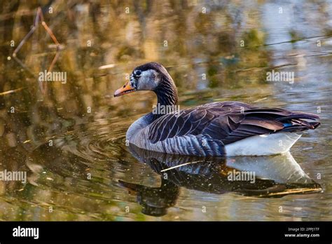 Wild Duck Swimming In Lake Water Birds Stock Photo Alamy