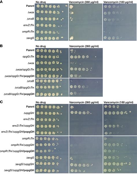 The OpgGH Knockout Increases E Coli Resistance To Vancomycin In The