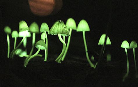 Unusual But True Luminous Mushrooms In Japanese Woods Cn