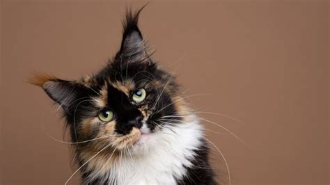 Calico Maine Coon: A Three-Colored Diva That Will Dazzle You