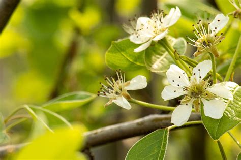 Moonglow Pear Tree for Sale | Buy Pear Trees Online | Perfect Plants