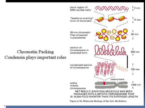 Dna packaging | PPT