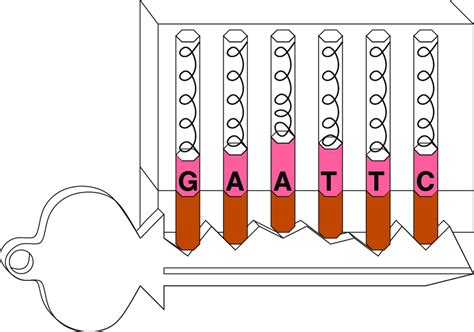 Lock-key model for the EcoRI restriction enzyme.... | Download Scientific Diagram