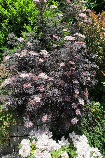 Schwarzer Holunder Black Lace ® Sambucus Nigra Black Lace