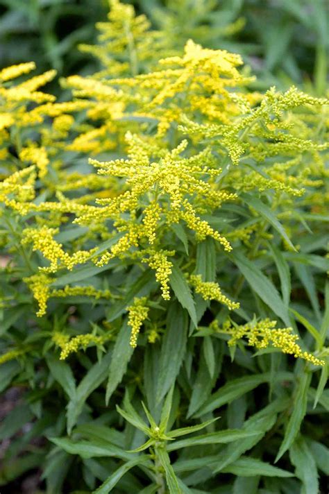 24 Perennials For Clay Soil That Hardly Grows Anything