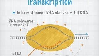 Biologi Prov 2 Transkription Flashcards Quizlet