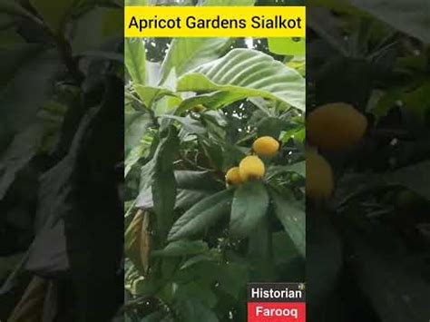 Amazing Apricot Gardens Sialkot Bajwat Punjab Pakistan Youtube